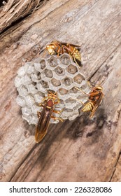 Three wasps and their eggs in a wasp nest attached to a palm tree in Victoria, Entre Rios province, Argentina