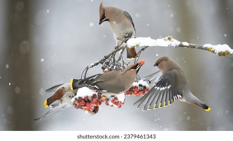 three waxwing birds gathered at a snowy berry branch