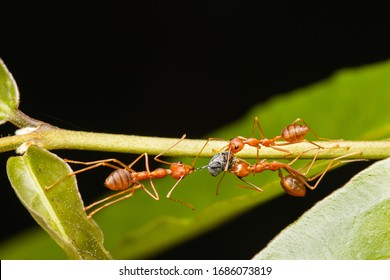 赤い蟻 High Res Stock Images Shutterstock