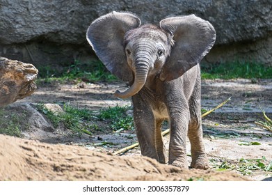 Three weeks old, baby a young African elephant - Loxodonta africana