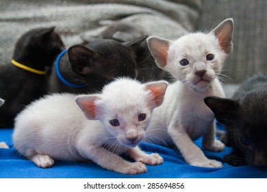 Three weeks old oriental kittens