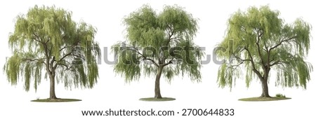 Three weeping willow trees stand side by side, each representing a different stage of growth. The vibrant green foliage creates a calming atmosphere, ideal for nature lovers.