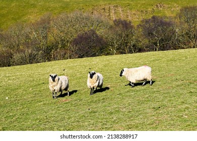 Three Welsh blackfaced sheep on a hill farm. No people. Copy space.