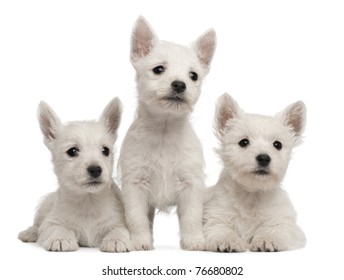 Three West Highland Terrier Puppies, 7 Weeks Old, In Front Of White Background