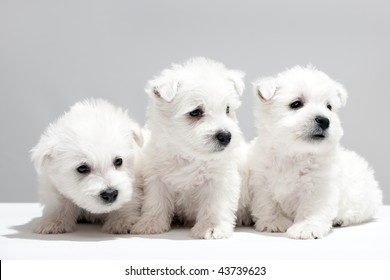 Three West Highland White Terrier Puppies Are Sitting Together