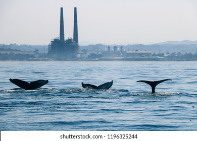 Three whales in Monterey California