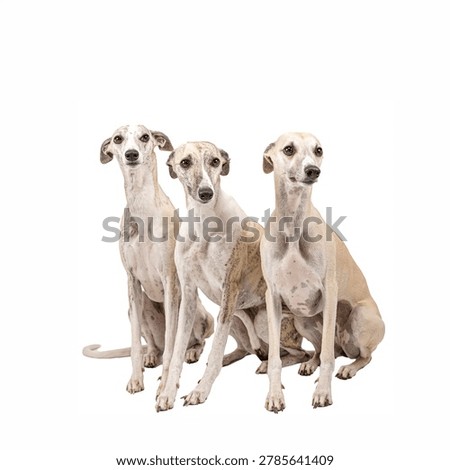 Three whippet dogs isolated on white background.