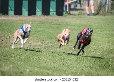 120 Three whippets Images, Stock Photos & Vectors | Shutterstock