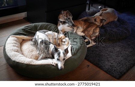 Three whippets resting peacefully in soft dog beds inside a modern apartment, creating a cozy and calm indoor pet lifestyle scene with warmth, comfort, and homey atmosphere.