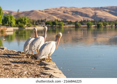 Three white American pelicans stand on the shore of Lake Elizabeth in Fremont Central Park.