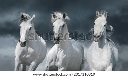 Three white arabian horse free run close up portrait against the backdrop of a thunderstorm