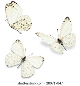 Three white butterfly, isolated on white background