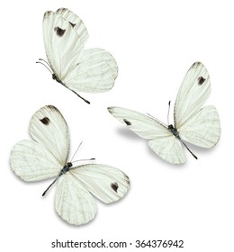 Three White Butterfly, Isolated On White Background