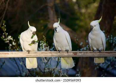 Three White Cockatoos In A Veggie Patch Eating Spinach