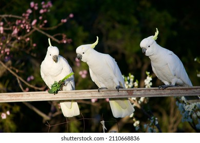 Three White Cockatoos In A Veggie Patch Eating Spinach