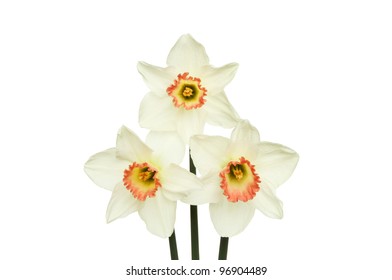 Three white daffodil flowers with orange centers isolated against white