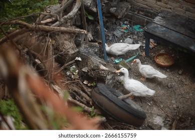 Three white ducks explore a rustic backyard scene. A fallen tree trunk, old tire, and weathered table create a natural, slightly cluttered environment. Outdoor, rural, and animal themes.