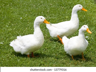 Three White Ducks In Grass