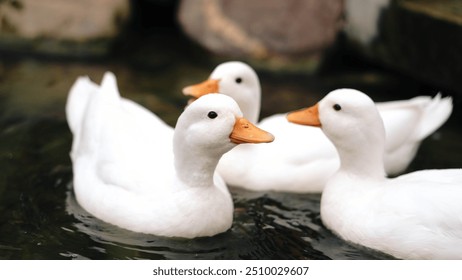 Three white ducks with orange beaks swim closely together in calm water. Their bright feathers and peaceful surroundings suggest a serene setting, possibly in a pond or small water body. - Powered by Shutterstock