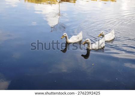 Three White Ducks Swimming in Blue Water