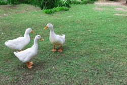 Three White Ducks Walk On The Green Field Detail Animal