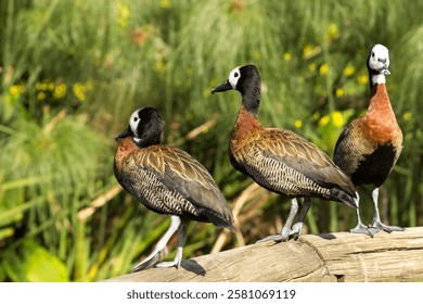 Three White faced ducks (Dendrocygna viduata) standing on a wooden fence, surrounding a pond in a bird sanctuary,