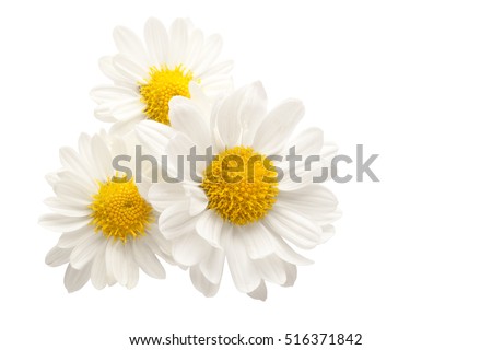 Three white flowers against white background	