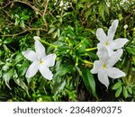 three white flowers blooming in a lush green environment with green plants, in the style of exotic, nikon d850, art of tonga