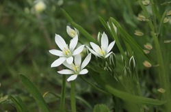 Three White Flowers With Buds Around. Three Stars-of-Bethlehem Growing In A Green Grass. Ornithogalum Blossom With Six Pointy Petals And Few Buds. White Spring Flowers Remaining Stars.