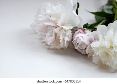 three white flowers on white background - Shutterstock ID 647808514
