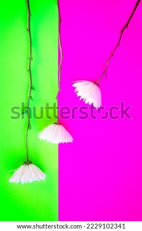 Three white flowers on a pink and green background, copy space