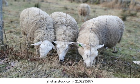 Three White Fluffy Sheep Eating Grass Next To Each Other Behind A Fence 