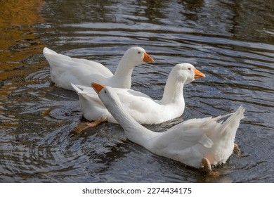 Three White Geese enjoying the water