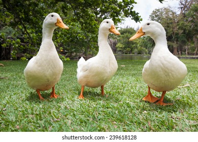 Three White Geese On A Green Meadow In Front Of A Lake, Pamplemousse, Botanical Gardens, Mauritius, Africa