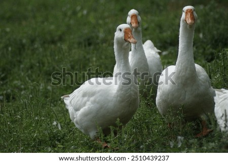 Similar – Foto Bild Unzertrennlich Gans Vogel