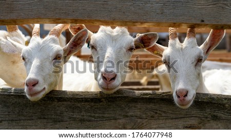 Three white goats behind the fence.