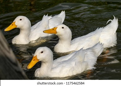 Three white heavy ducks - American Pekin also known as the Aylesbury or Long Island duck