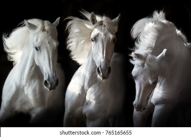 Three white horse with long mane run free on black background