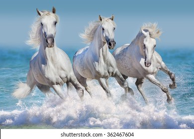 Three white horse run gallop in waves in the ocean