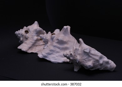 three white large shells on black background
