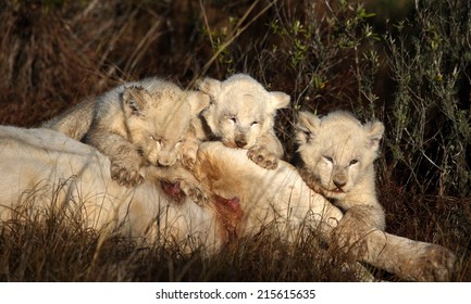 white mom lion