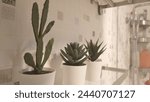 Three white plant pots with cacti and succulents in the bathroom, white tiles on the wall behind it, modern, cozy apartment decor video shot with a Sony A7R IV camera. 