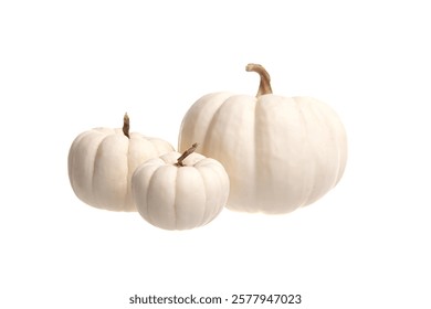 Three white pumpkins of different sizes arranged on a white background. Ideal for autumn, Thanksgiving, Halloween decor, seasonal arrangements, and rustic styling