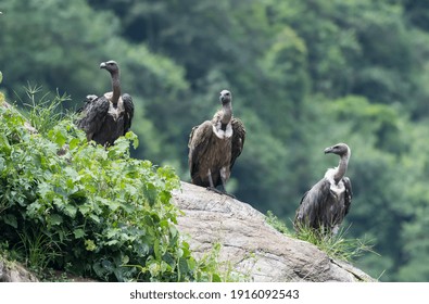 Three White Rumped Vulture Sitting On Big Stone