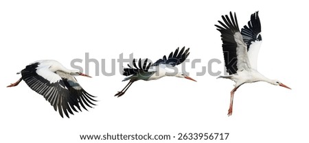Three white storks soar through the air in different flight stages, displaying their wingspans, red beaks, and black-tipped feathers against a white background.