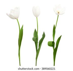 Three white tulip isolated on the white background