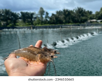Three white vannamei prawns lie on hand and there is a pond and a blurred water propeller in the background.