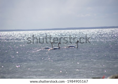 Image, Stock Photo swan lake Water Waves Lake