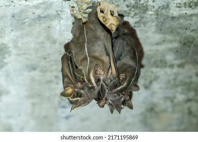 Three White-lined Broad-nosed Bats Are Hanging Together Under A Bridge In The Pantanal, Brazil