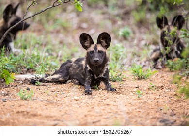 Three Wild Dogs lying in the wilderness. The front one is in focus, with the other two in the back.
